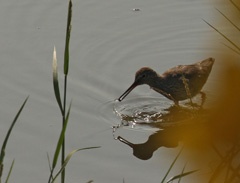 IMG_1279a